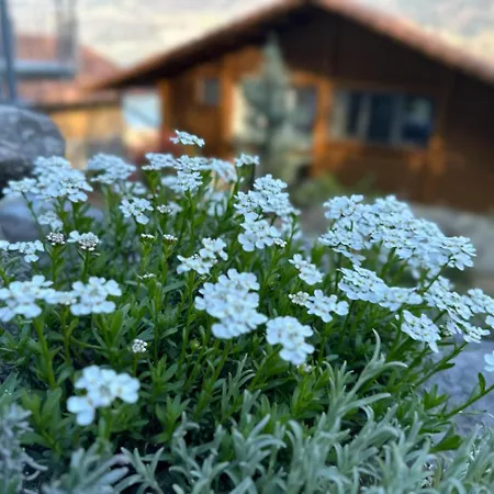 Chalet Swiss Dream - Luxury Lakeview Chalet Near Interlaken Chalet Niederried bei Interlaken